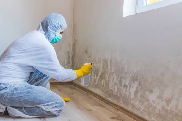 Licensed Mold Inspection service in Highspire, PA - WQB Mold Removal